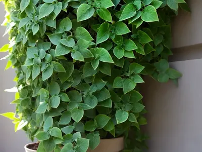 Pellionia Pulchra (Polynesian Ivy Vine)