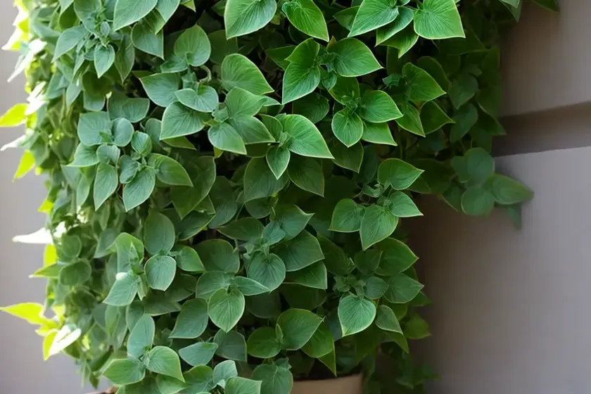 Pellionia pulchra (polynesian ivy vine)