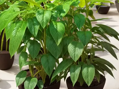 Pellonia Plant (Pellionia Pulchra)