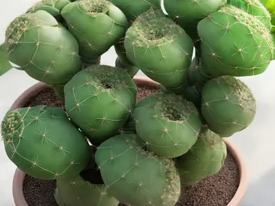Pencil Cactus (Euphorbia Tirucalli)