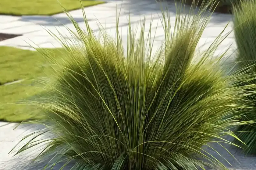 Pendulous Sedge (Carex Pendula) — photo 3