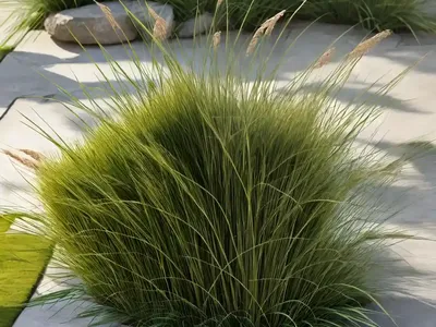 Pendulous Sedge (Carex Pendula)