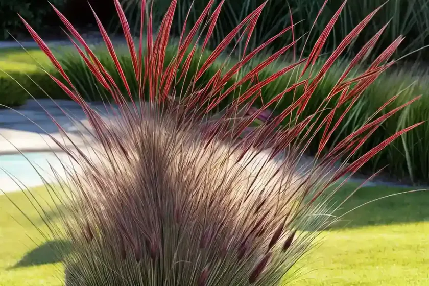 Pennisetum alopecuroides ‘burgundy bunny’ (fountain grass) — photo 3