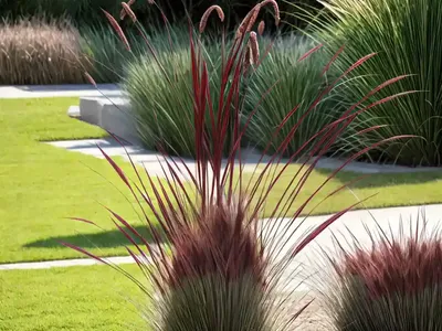 Pennisetum Alopecuroides ‘Burgundy Bunny’ (Fountain Grass)