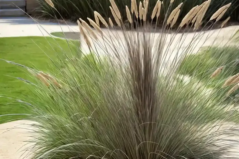 Pennisetum alopecuroides ‘desert plains’ (fountain grass) — photo 3