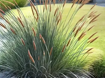 Pennisetum Alopecuroides ‘Desert Plains’ (Fountain Grass)
