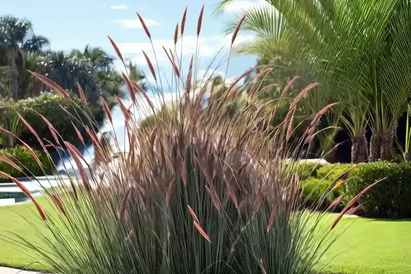 Pennisetum alopecuroides (fountain grass) — photo 2