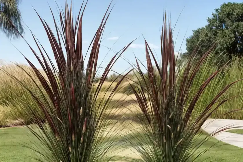Pennisetum alopecuroides (fountain grass) — photo 3