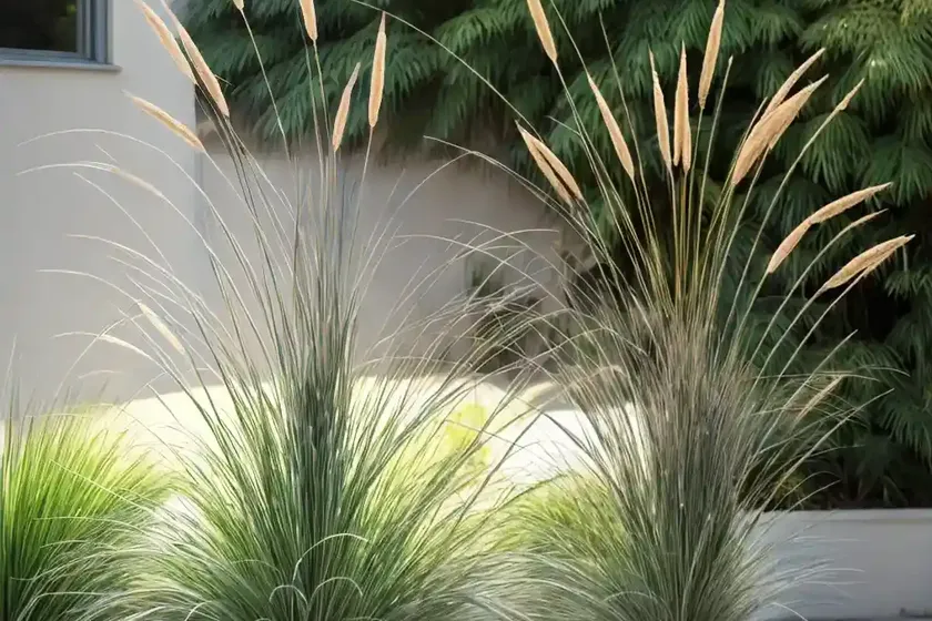 Pennisetum alopecuroides ‘hameln’ (fountain grass) — photo 2