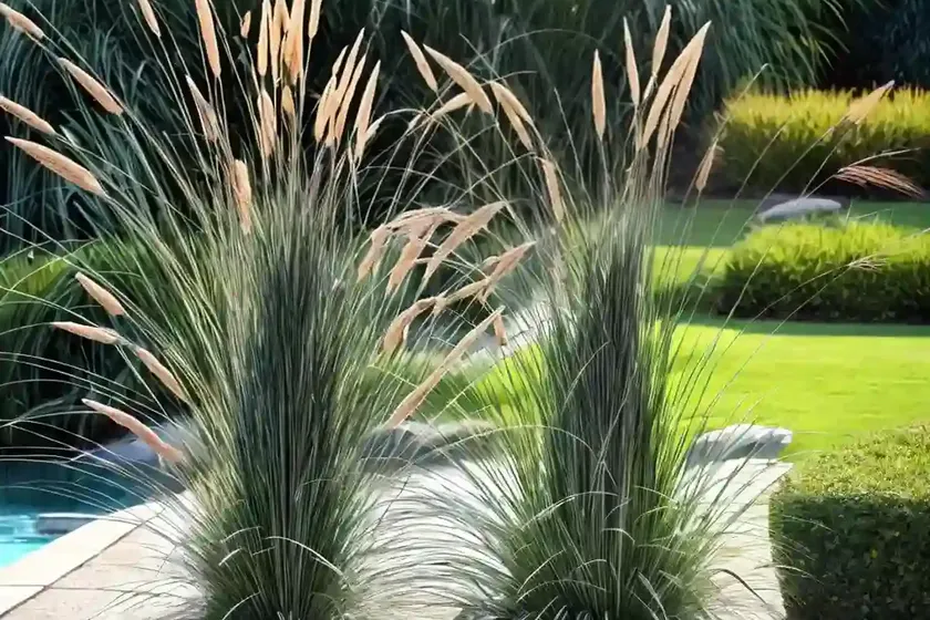 Pennisetum alopecuroides ‘hameln’ (fountain grass) — photo 3