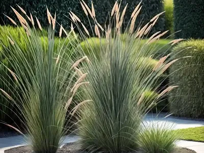 Pennisetum Alopecuroides ‘Hameln’ (Fountain Grass)