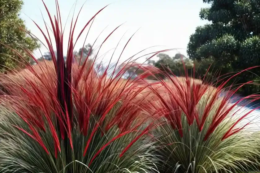 Pennisetum alopecuroides ‘red head’ (fountain grass) — photo 2