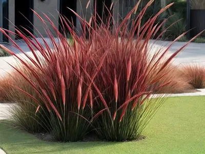 Pennisetum Alopecuroides ‘Red Head’ (Fountain Grass)