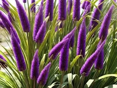 Pennisetum Glaucum ‘Purple Majesty’ (Ornamental Millet)