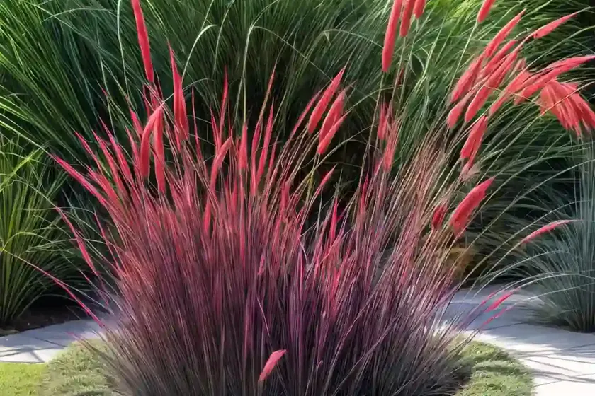 Pennisetum orientale ‘karley rose’ (oriental fountain grass) — photo 3