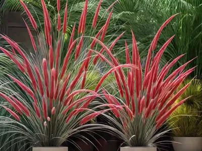 Pennisetum Orientale ‘Karley Rose’ (Oriental Fountain Grass)