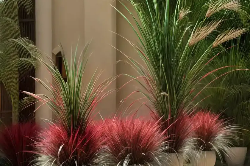 Pennisetum orientale (oriental fountain grass) — photo 2