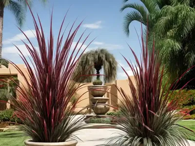 Pennisetum Orientale (Oriental Fountain Grass)