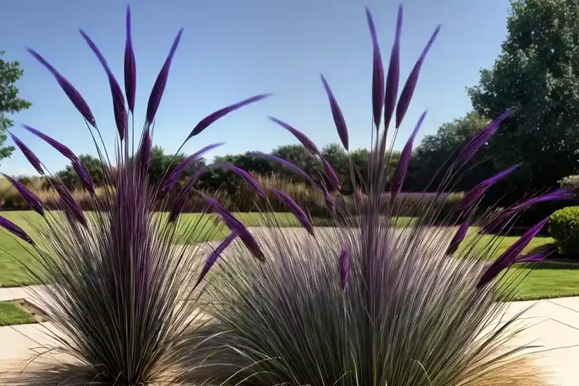 Pennisetum setaceum ‘fireworks’ (purple fountain grass) — photo 2