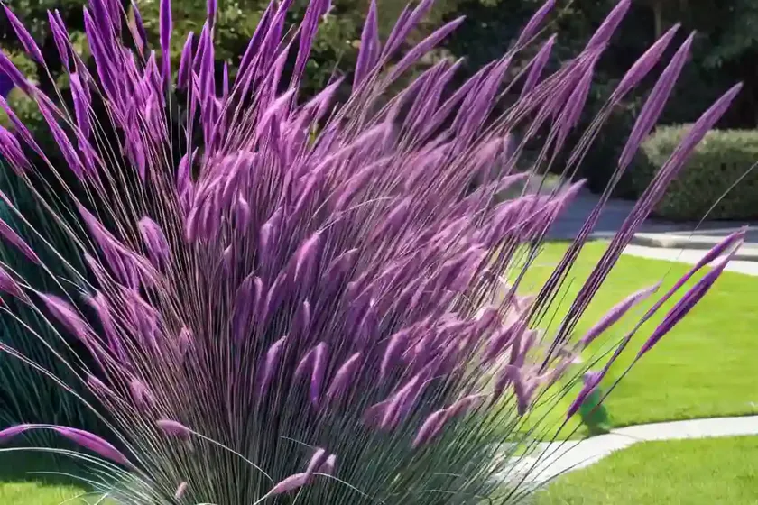 Pennisetum setaceum ‘fireworks’ (purple fountain grass) — photo 3