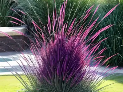 Pennisetum Setaceum ‘Fireworks’ (Purple Fountain Grass)