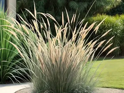 Pennisetum Setaceum (Fountain Grass)