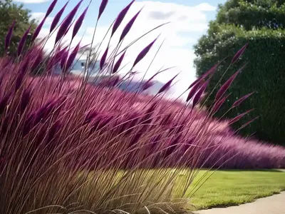 Pennisetum Setaceum ‘Rubrum’ (Purple Fountain Grass)