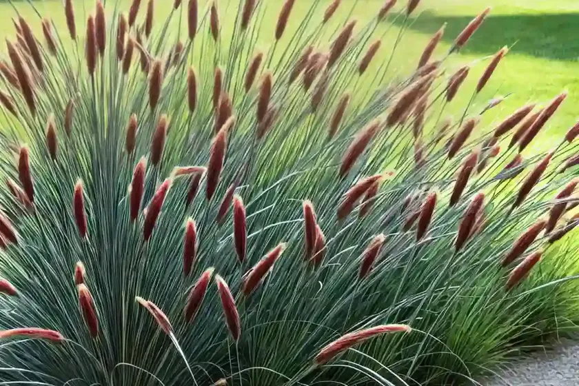Pennisetum thunbergii ‘red buttons’ (fountain grass) — photo 2