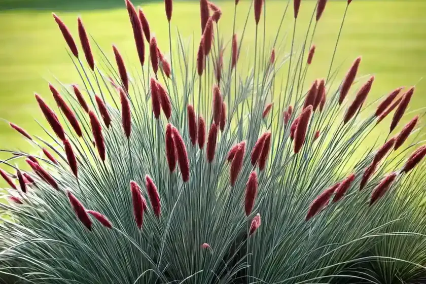 Pennisetum thunbergii ‘red buttons’ (fountain grass) — photo 3