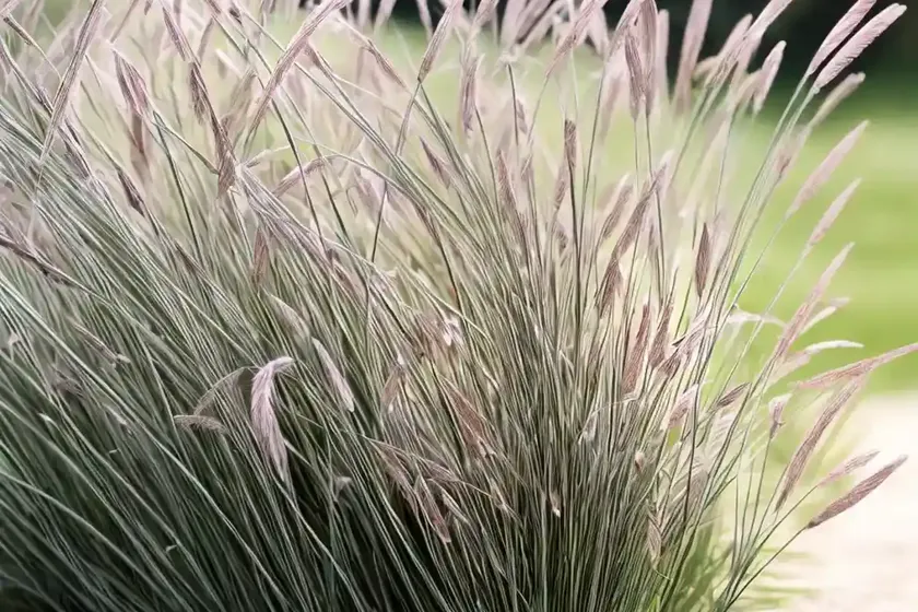 Pennisetum villosum (feathertop grass) — photo 2