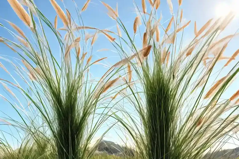 Pennisetum villosum (feathertop grass) — photo 3