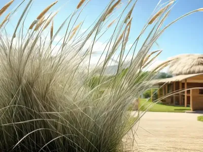 Pennisetum Villosum (Feathertop Grass)