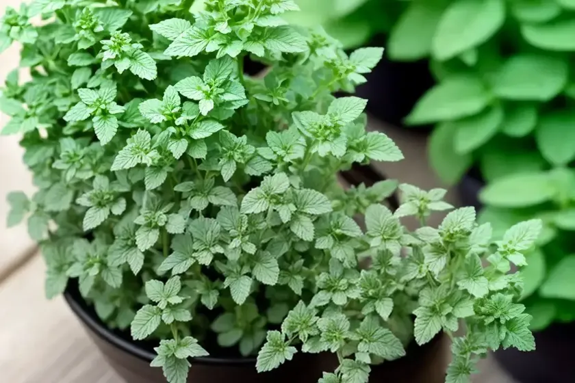 Pennyroyal (Mentha Pulegium)