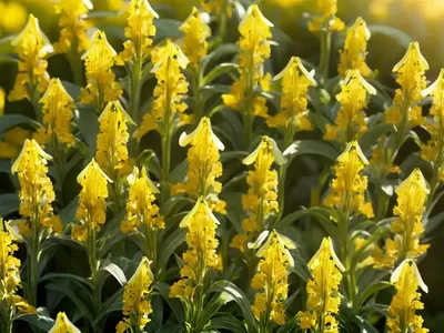 Penstemon Confertus (Yellow Penstemon)