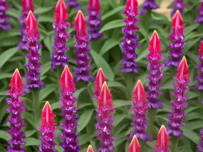 Penstemon Eatonii (Firecracker Penstemon)