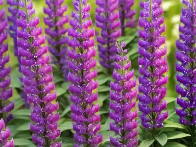 Penstemon ‘Firebird’ (Beardtongue)