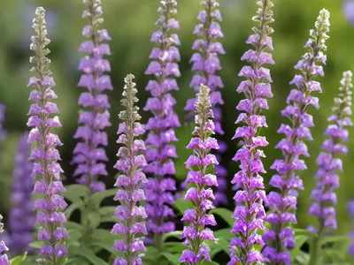 Penstemon Heterophyllus ‘Margarita BOP’ (Foothill Beardtongue)