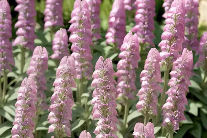 Penstemon ‘Hidcote Pink’ (Beardtongue) — photo 2