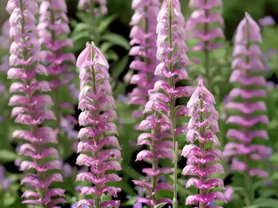 Penstemon ‘Hidcote Pink’ (Beardtongue)