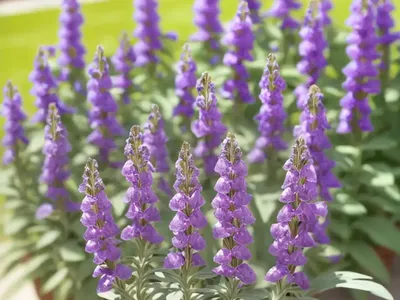 Penstemon Mensarum (Grand Mesa Beardtongue)