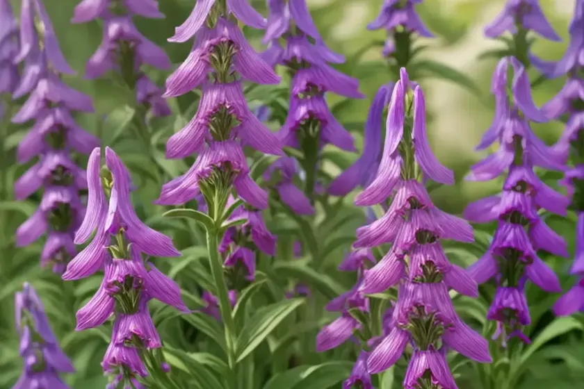 Penstemon palmeri (scented penstemon) — photo 2