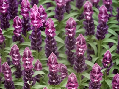 Penstemon (Penstemon ‘Dakota Burgundy’)