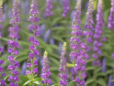 Penstemon Serrulatus (Cascade Penstemon)