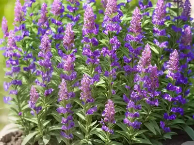 Penstemon Strictus (Rocky Mountain Beardtongue)