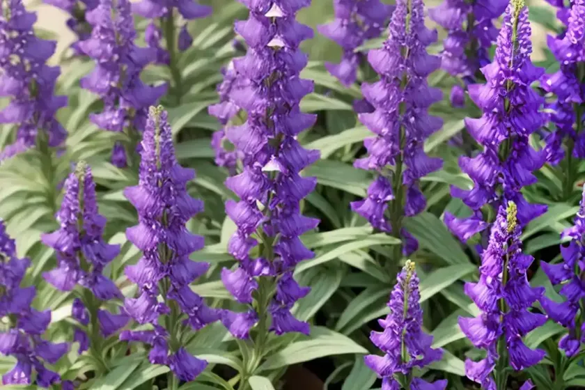 Penstemon x mexicali ‘pike’s peak purple’ (beardtongue) — photo 3