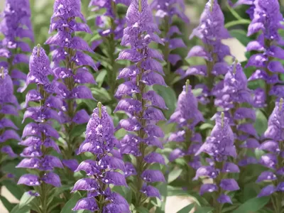 Penstemon X Mexicali ‘Pike’s Peak Purple’ (Beardtongue)