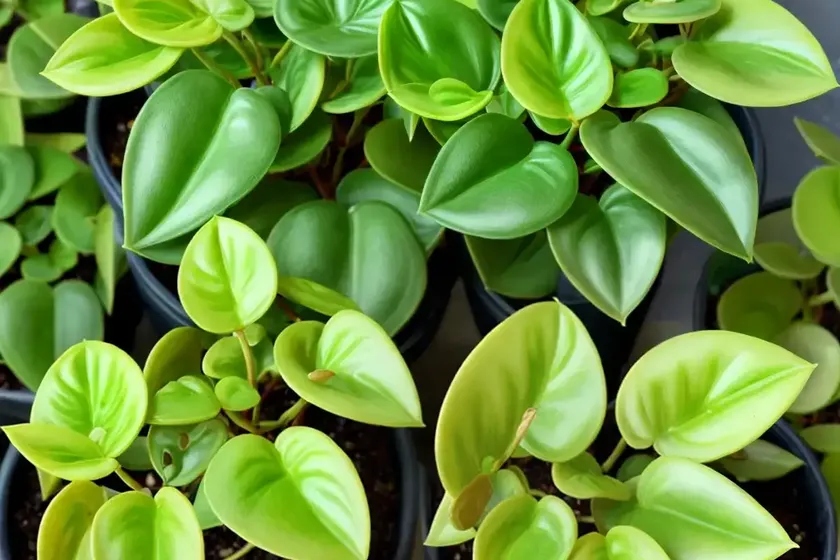 Peperomia albovittata (peperomia albovittata) — photo 2