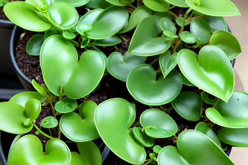 Peperomia albovittata (peperomia albovittata) — photo 3