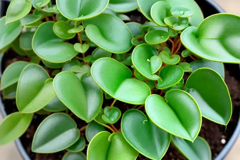 Peperomia Hope (Peperomia ‘Hope’) — photo 3