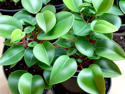 Peperomia Hope (Peperomia ‘Hope’)